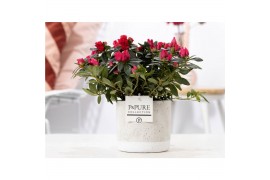 Rhododendron simsii mix rood AzaleaP&PURE Collection Jade keramiek