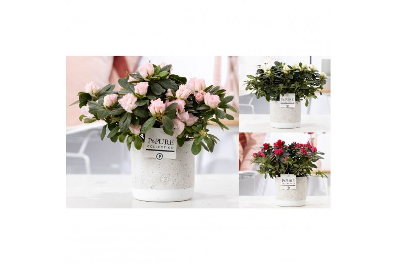 Rhododendron simsii mix Azalea P&PURE Collection Jade keramiek 