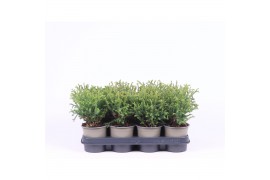 Thuja occ. mr bowling ball