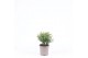 Thuja occ. mr bowling ball 