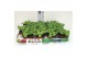 Sedum sieboldii mediovariegatum 46678.216 sedum sieboldii mediovariega 