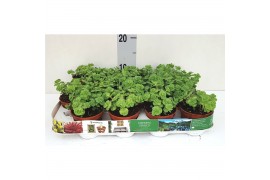 Sedum sieboldii mediovariegatum 46678.216 sedum sieboldii mediovariega