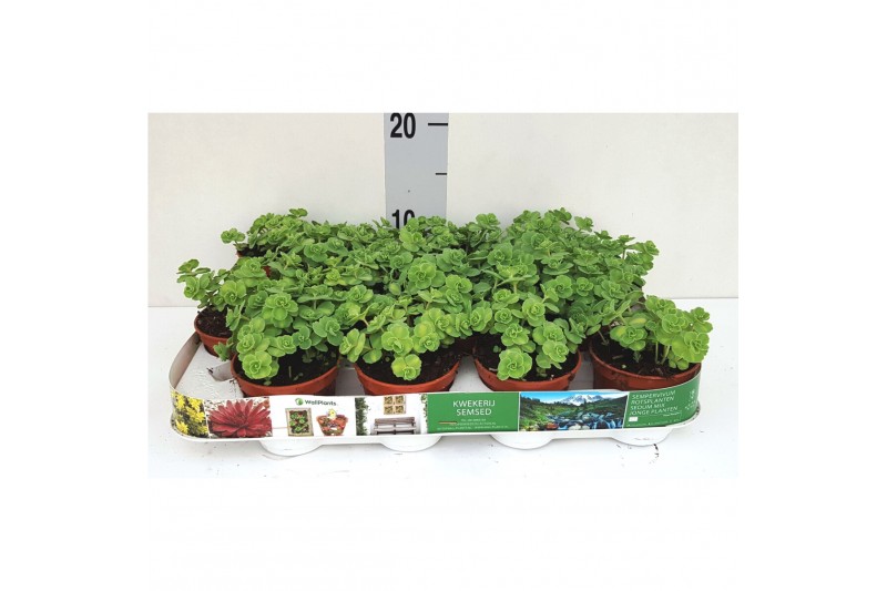 Sedum sieboldii mediovariegatum 46678.216 sedum sieboldii mediovariega 