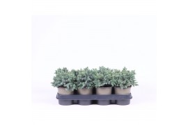 Juniperus squamata blue star