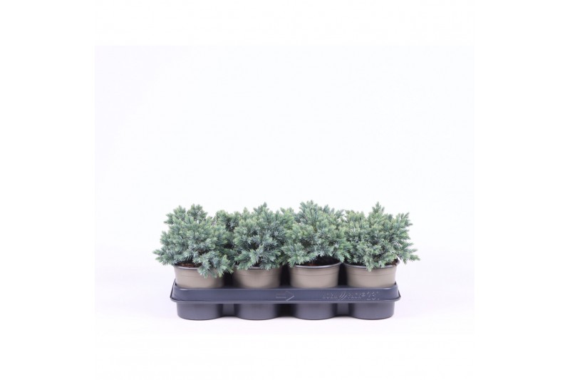 Juniperus squamata blue star 