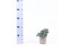 Juniperus squamata blue star 