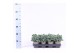 Juniperus squamata blue star 