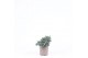 Juniperus squamata blue star 