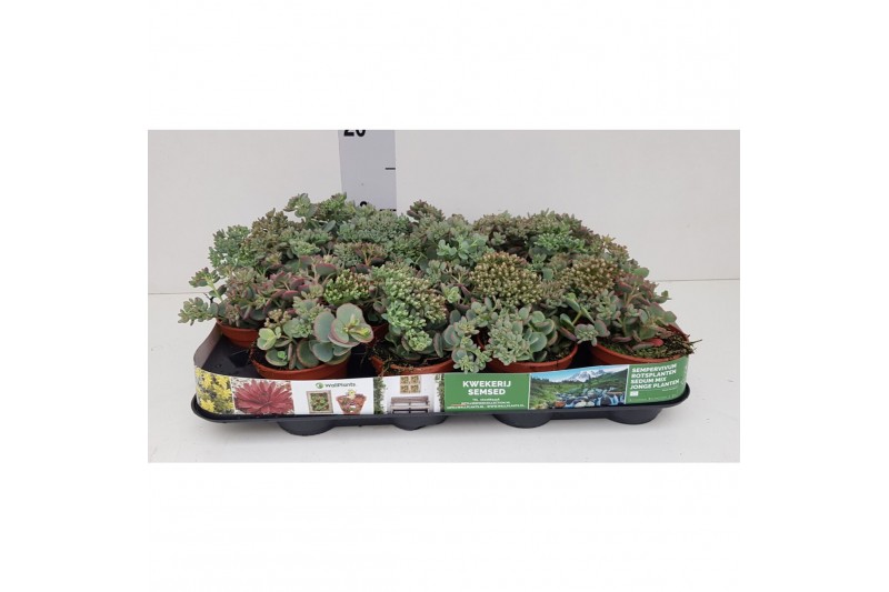 Sedum sieboldii 46677.216 sedum siebildii 