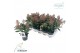 Skimmia japonica rubella 4+ 