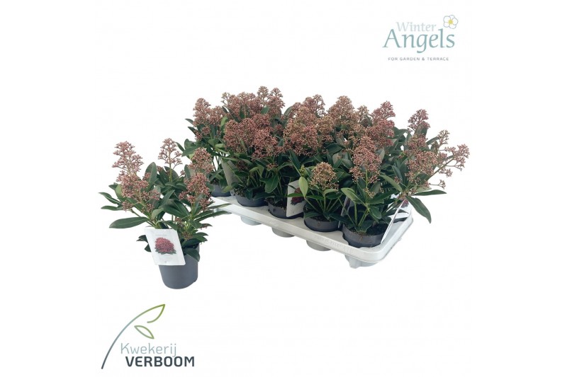 Skimmia japonica rubella 4+ 
