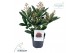 Skimmia japonica rubella 4+ 