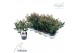 Skimmia japonica rubella 4+ 
