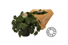 Pilea peperomioides must have