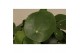 Pilea peperomioides must have 
