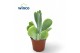 Kalanchoe Kalanchoe Oricula 1 pp 