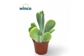 Kalanchoe Kalanchoe Oricula 1 pp
