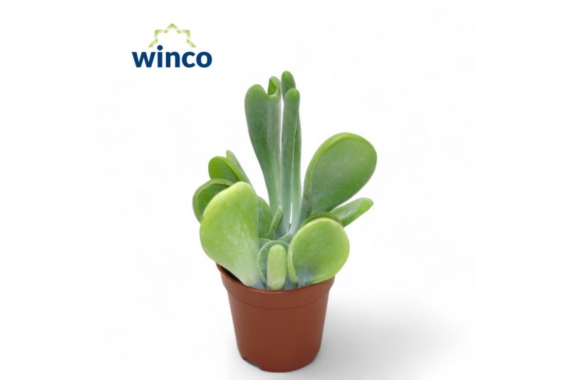 Kalanchoe Kalanchoe Oricula 1 pp 