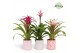 Bromelia mix Sevilla keramiek - Royal Charming mix 