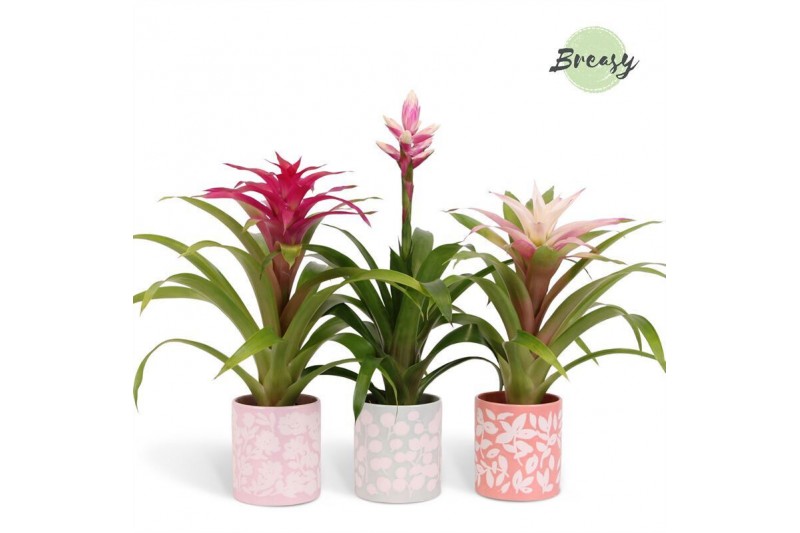 Bromelia mix Sevilla keramiek - Royal Charming mix 