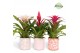 Bromelia mix Sevilla keramiek - Sweet mix 