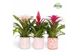 Bromelia mix Sevilla keramiek - Sweet mix