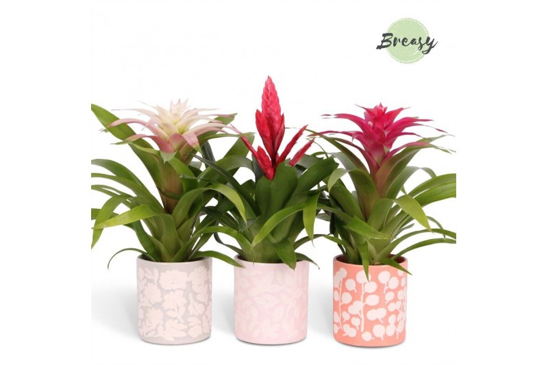 Bromelia mix Sevilla keramiek - Sweet mix 