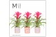 Guzmania deseo pink Sevilla keramiek 