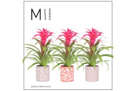 Guzmania deseo pink Sevilla keramiek