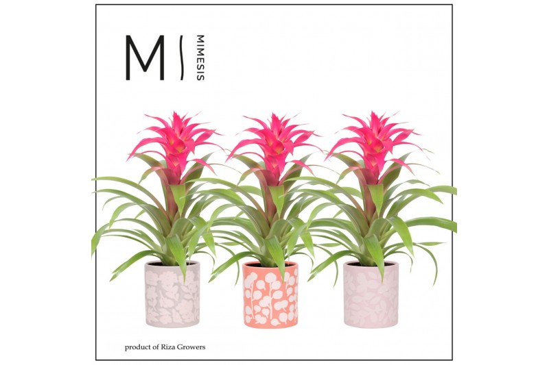 Guzmania deseo pink Sevilla keramiek 