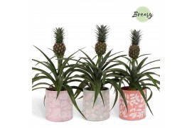 Ananas mi amigo Sevilla keramiek
