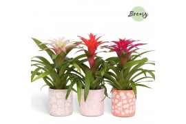 Guzmania mix Sevilla keramiek - Sweet mix