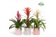 Bromelia mix Sevilla keramiek - Charming mix 