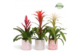 Bromelia mix Sevilla keramiek - Charming mix