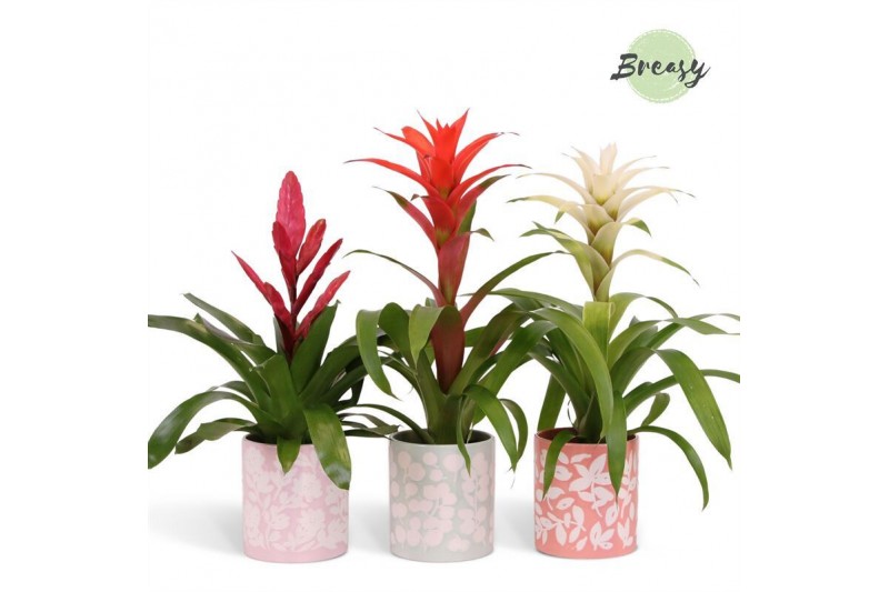 Bromelia mix Sevilla keramiek - Charming mix 