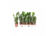 Zamioculcas zamiifolia 2+ veren - 50cm - Blanco hoes 