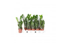 Zamioculcas zamiifolia 2+ veren - 50cm - Blanco hoes