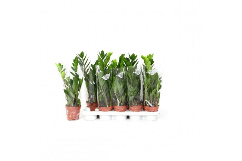 Zamioculcas zamiifolia 2+ veren - 50cm - Blanco hoes 
