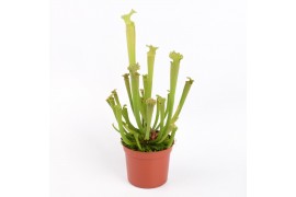 Sarracenia farnhamii