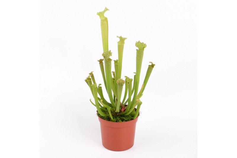 Sarracenia farnhamii 