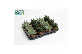 Haworthia Special mix