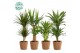 Kamerplanten mix gemengd x 4 sorten gaby + 1 pp 