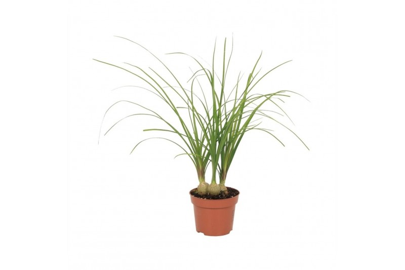Beaucarnea recurvata 