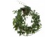 Hedera helix shamrock Hedera helix Shamrock lange plant 90 - 99  cm 9  