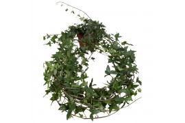 Hedera helix shamrock Hedera helix Shamrock lange plant 90 - 99  cm 9 