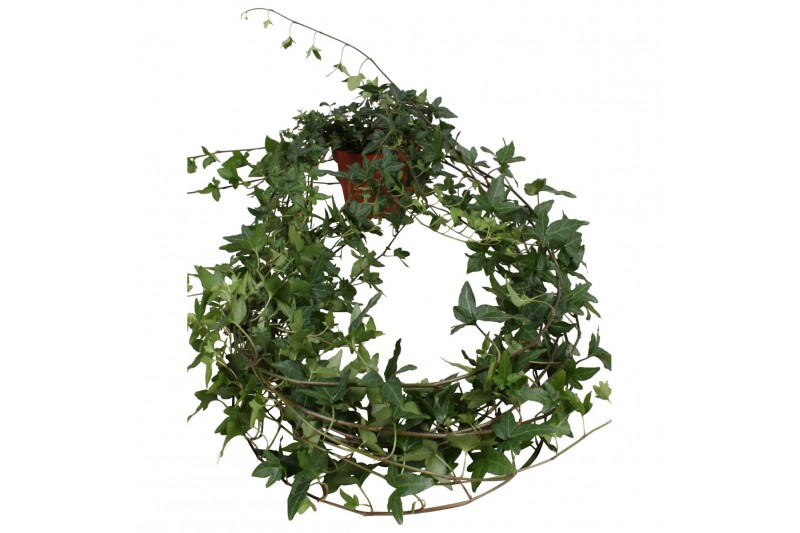 Hedera helix shamrock Hedera helix Shamrock lange plant 90 - 99  cm 9  