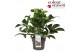 Helleborus jwls endless 
