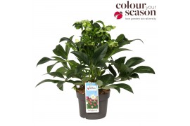 Helleborus jwls endless