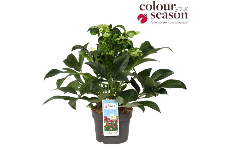Helleborus jwls endless 