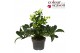Helleborus jwls endless 